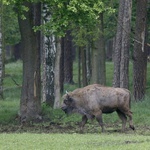 Śląskie żubry