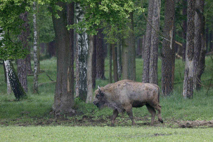 Śląskie żubry