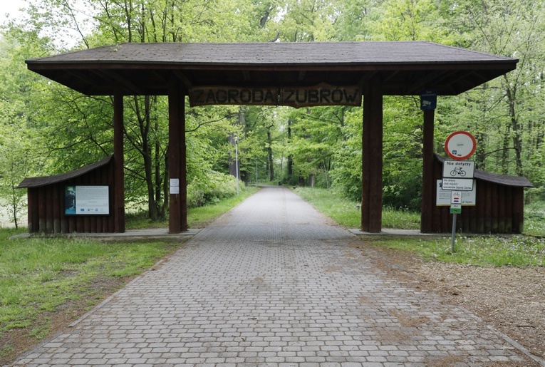 Śląskie żubry