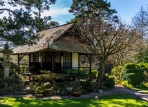 5 pięknych roślin do ogrodu w stylu japońskim