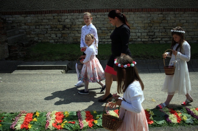 Procesja Bożego Ciała po kwietnych dywanach w Kluczu