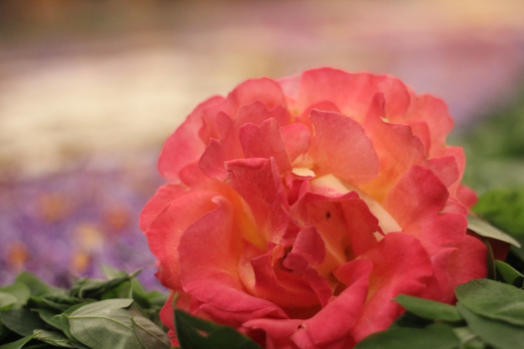 Zakończenie oktawy Bożego Ciała w Rawie Maz.