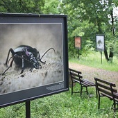 Wśród alejek można podziwiać wystawę prac fotografa przyrody Adriana Króla.