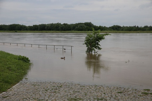 Duża woda na Wiśle w Sandomierzu 
