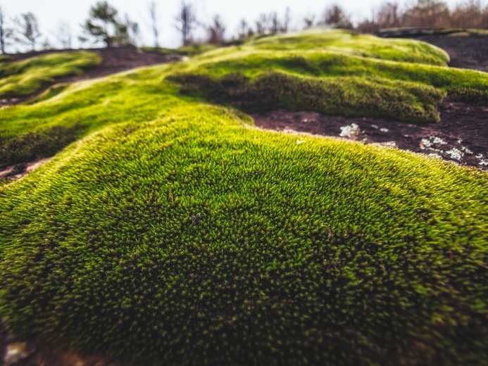 Mech w ogrodzie? Zamiast zwalczać - wykorzystaj!