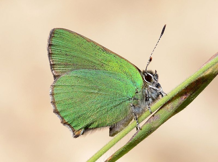 Zieleńczyk ostrężyniec