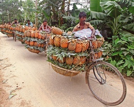 Farmerzy transportują kosze pełne ananasów do punktu skupu.
4.07.2020 Tangail, Bangladesz