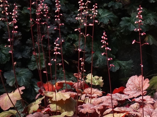 Ogród botaniczny w Zabrzu