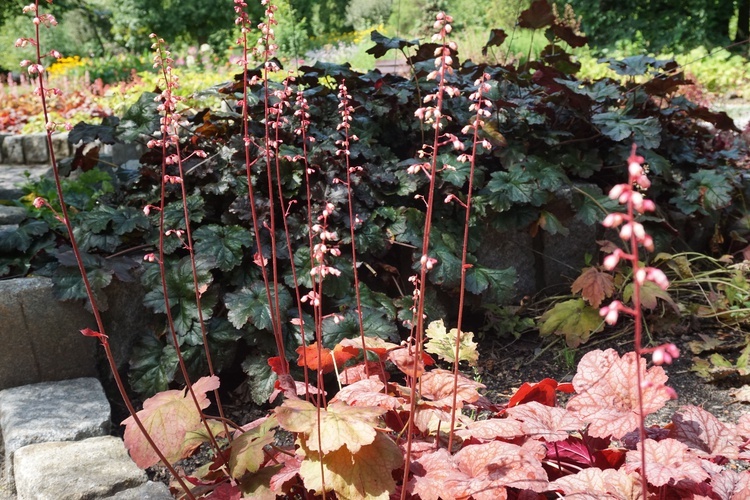 Ogród botaniczny w Zabrzu