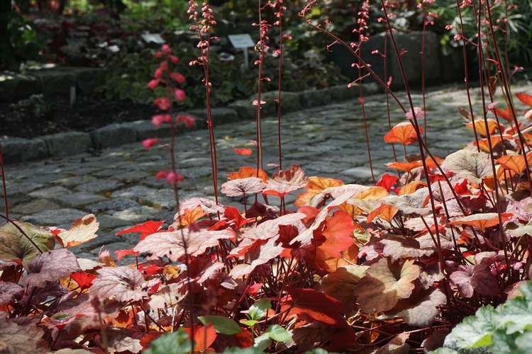 Ogród botaniczny w Zabrzu