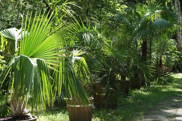 Ogród botaniczny w Zabrzu