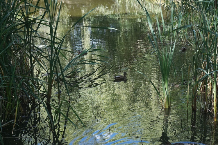 Ogród botaniczny w Zabrzu