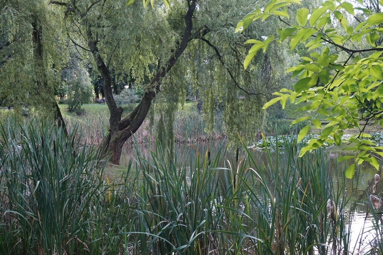 Ogród botaniczny w Zabrzu