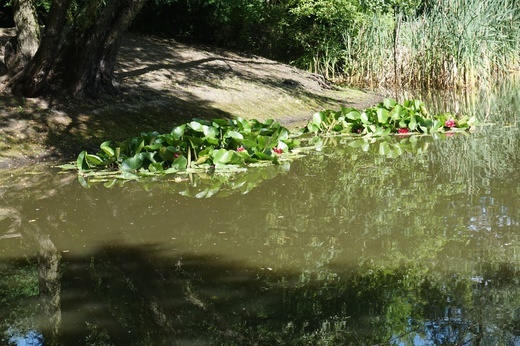Ogród botaniczny w Zabrzu
