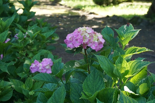 Ogród botaniczny w Zabrzu