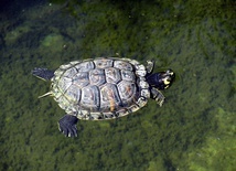 Groźny żółw nad Wigrami
