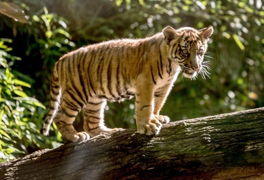 Tygrysica Surya we wrocławskim zoo
