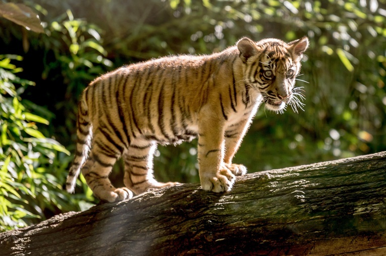 Tygrysica Surya we wrocławskim zoo