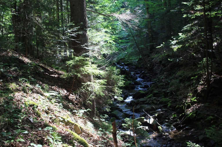 Wędrówka po Gorcach