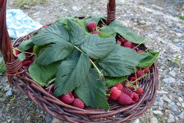 Narodowe czytanie w Uszwi