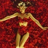 American Beauty