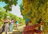 Robotnicy w winnicy. Ponad 60 proc. tureckich zbiorów winogron pochodzi z prowincji Manisa.
21.08.2020 Manisa, Turcja