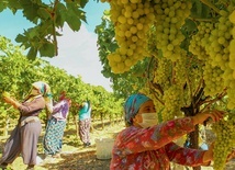 Robotnicy w winnicy. Ponad 60 proc. tureckich zbiorów winogron pochodzi z prowincji Manisa.
21.08.2020 Manisa, Turcja