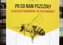 Lubań. Z zapylaczami się "opyla"