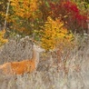 Samica jelenia – łania – na tle październikowych kolorów  