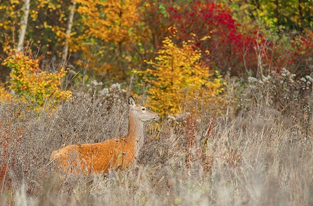 Samica jelenia – łania – na tle październikowych kolorów  