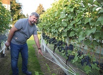 Owoce są gotowe do zbiorów.