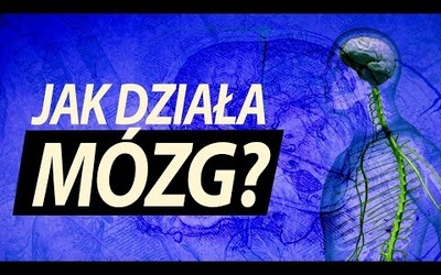 Ile informacji mieści się w mózgu?