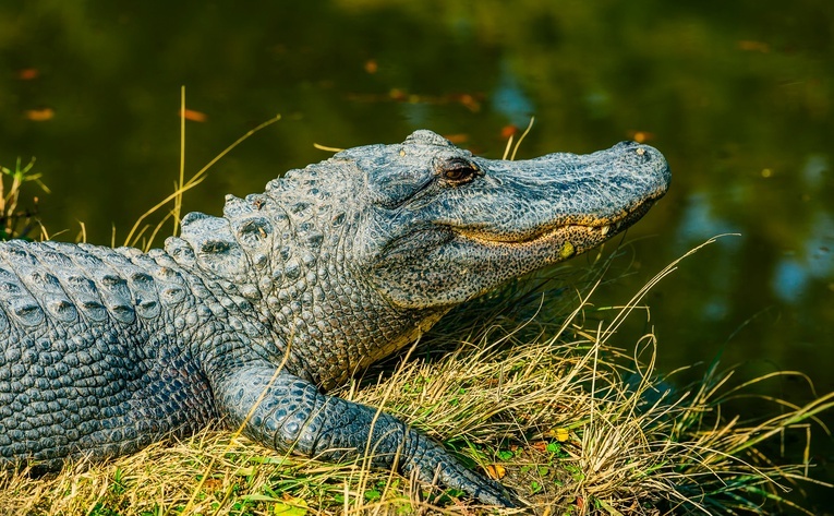 Wrocław: Udało się złapać poszukiwanego nad Odrą aligatora