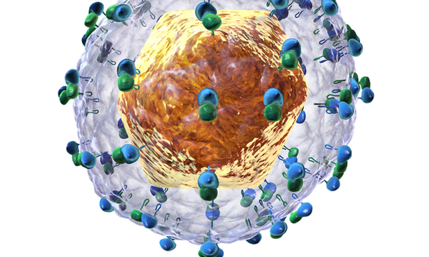 Hepatis C Virus (HCV)