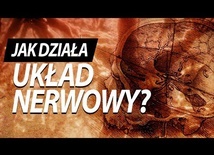 Skąd biorą się zszargane nerwy?