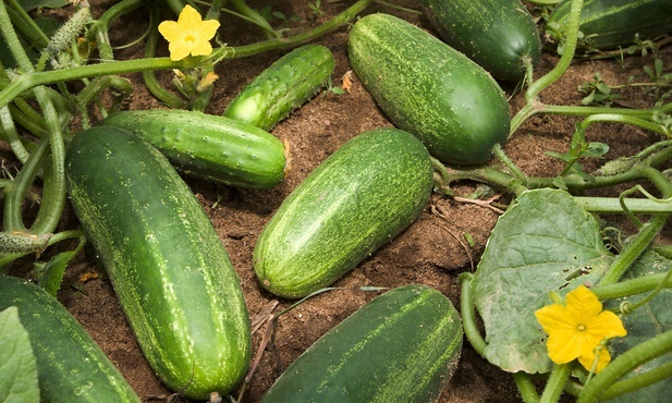 Ojcowie Pustyni o pokusie i grzechu