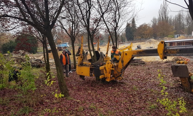 Sosnowiec. Ruszyła nietypowa akcja... przesadzania trzydziestu drzew  