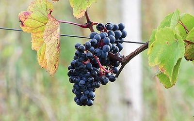 Odmiany winorośli Rondo i Regent są w Polsce bardzo rozpowszechnione. Idealnie nadają się do uprawy w tym klimacie.
