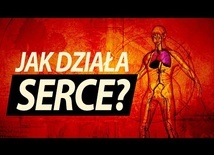 Jak działa serce?