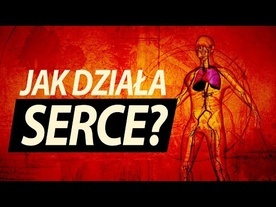 Jak działa serce?