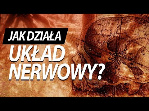 Jak działa układ nerwowy?