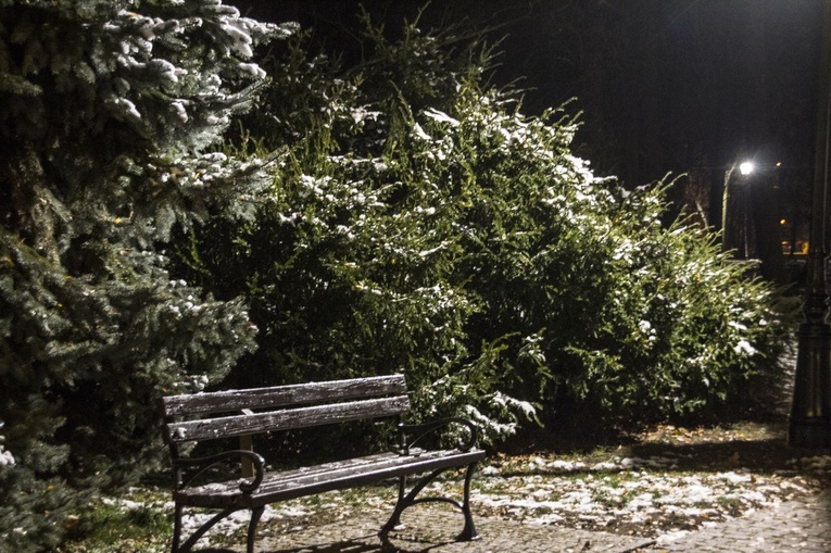 Nowe oświetlenie w parku dzikowskim