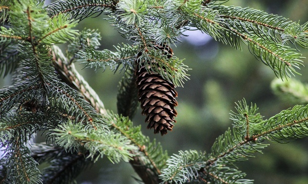 Śląskie. Nadleśnictwa z województwa śląskiego sprzedają drzewka ze swoich plantacji