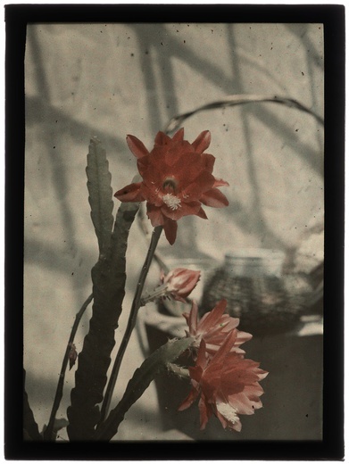 Autochromy prof. Jana Zdzisława Włodka