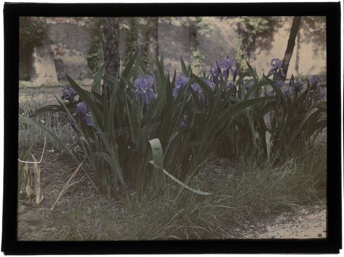 Autochromy prof. Jana Zdzisława Włodka