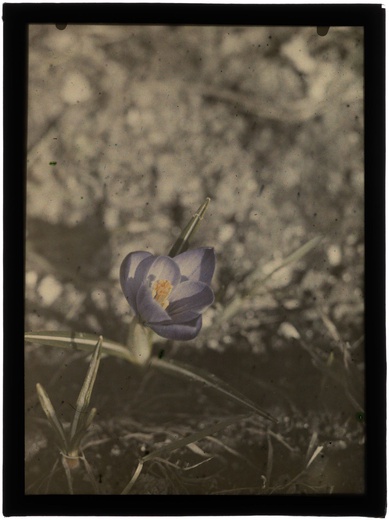 Autochromy prof. Jana Zdzisława Włodka