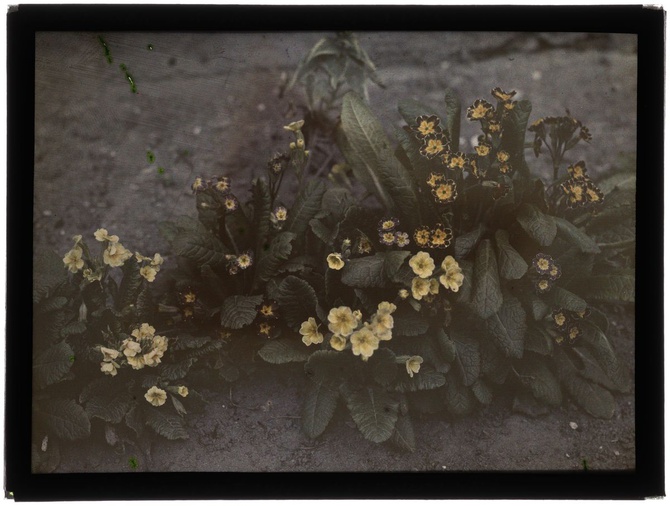 Autochromy prof. Jana Zdzisława Włodka