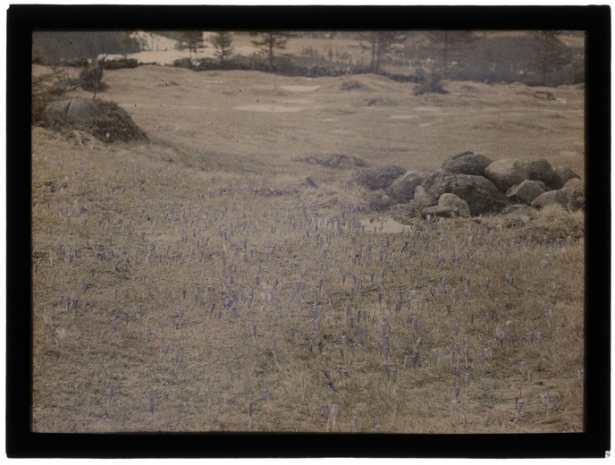 Autochromy prof. Jana Zdzisława Włodka