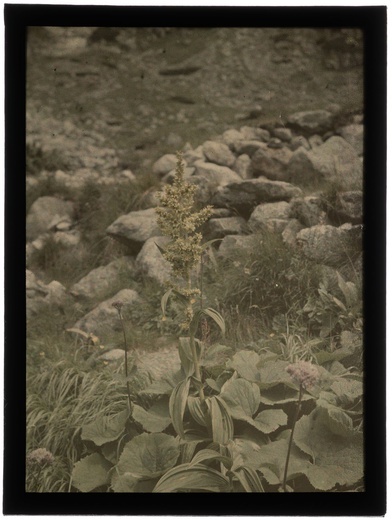 Autochromy prof. Jana Zdzisława Włodka