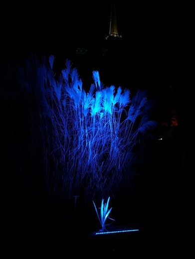 Zimowa iluminacja Ogrodu Botanicznego we Wrocławiu